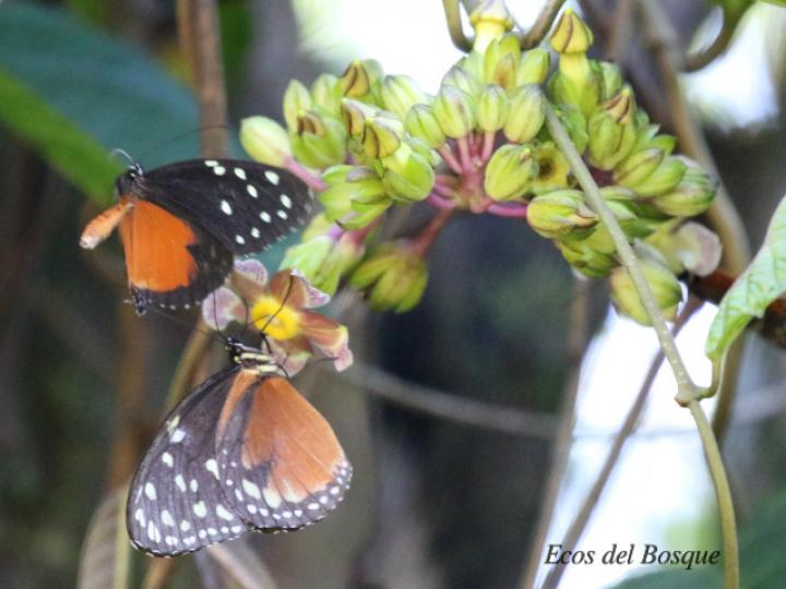 Tithorea tarricina pinthias