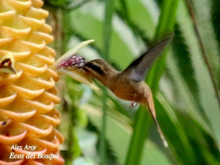 Ermitaño enano visita Zingiber spectabile