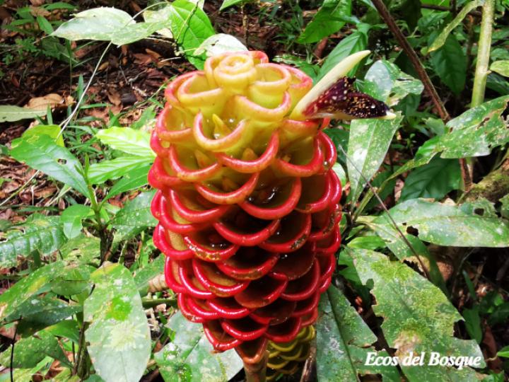 Zingiber spectabile (Maracas)