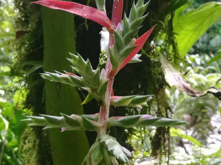 Aechmea pubescens