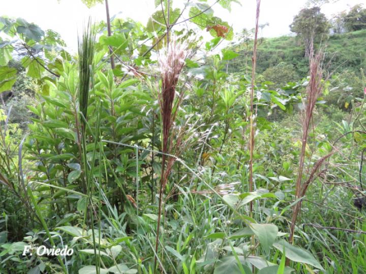 Andropogon bicornis (Cola de venado)