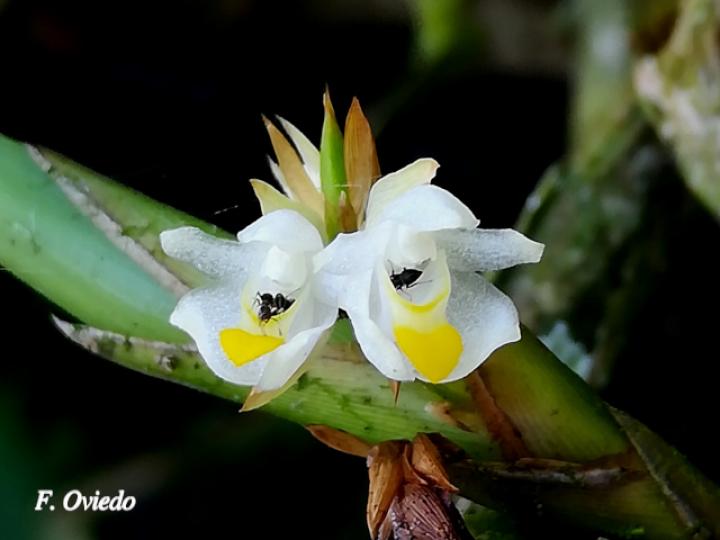 Camaridium neglectum