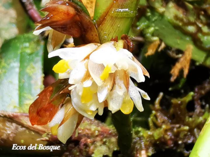 Camaridium neglectum