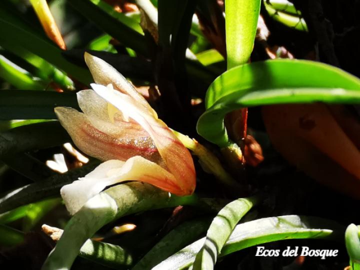 Christensonella uncata, flor.