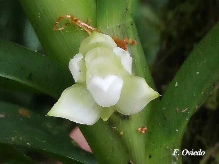 Dichaea fragrantissima subsp. Eburnea