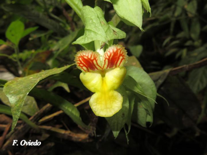 Drymonia submarginalis