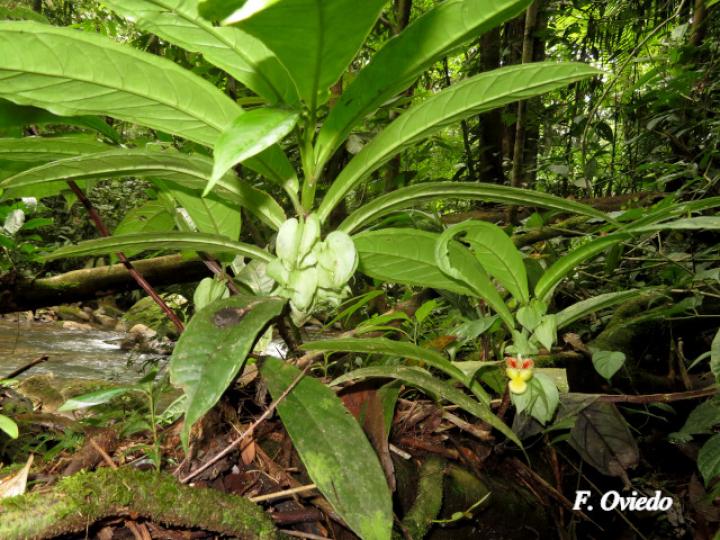 Drymonia submarginalis