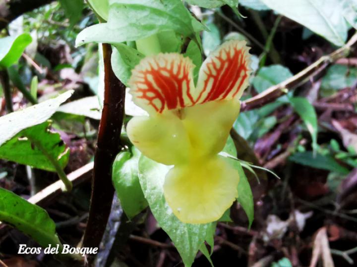 Drymonia submarginalis