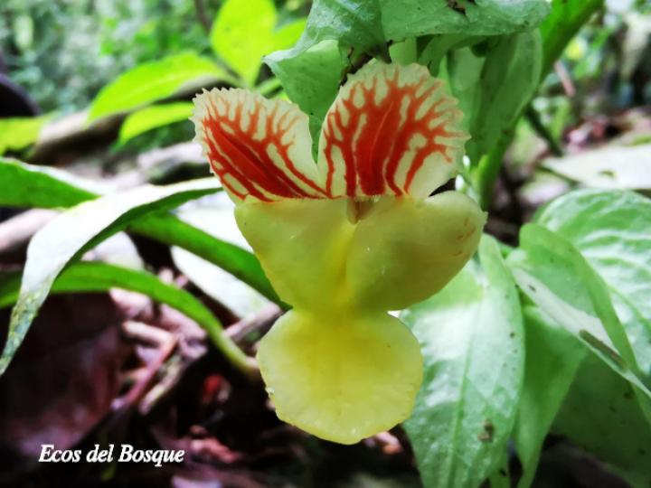 Drymonia submarginalis