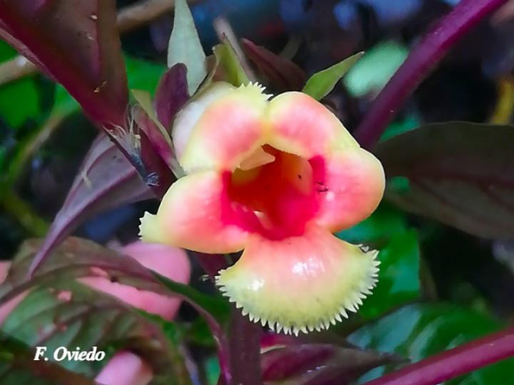 Drymonia warszewicziana