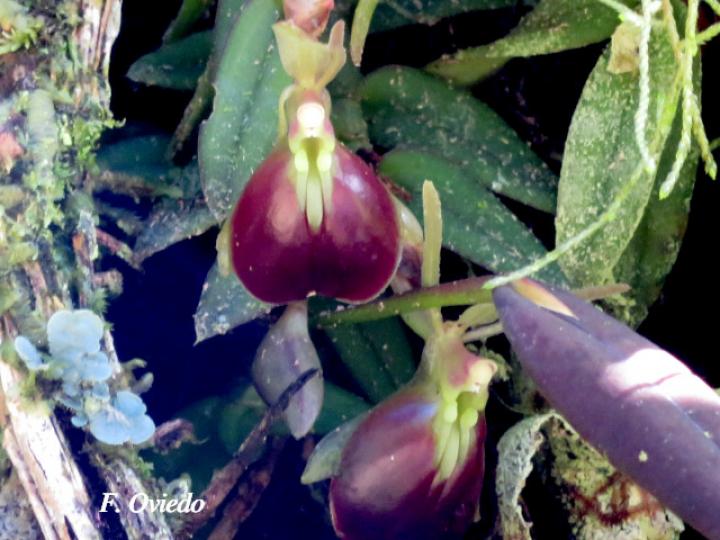 Epidendrum porpax