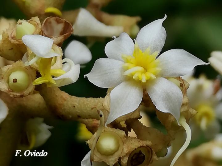 Graffenrieda galeottii