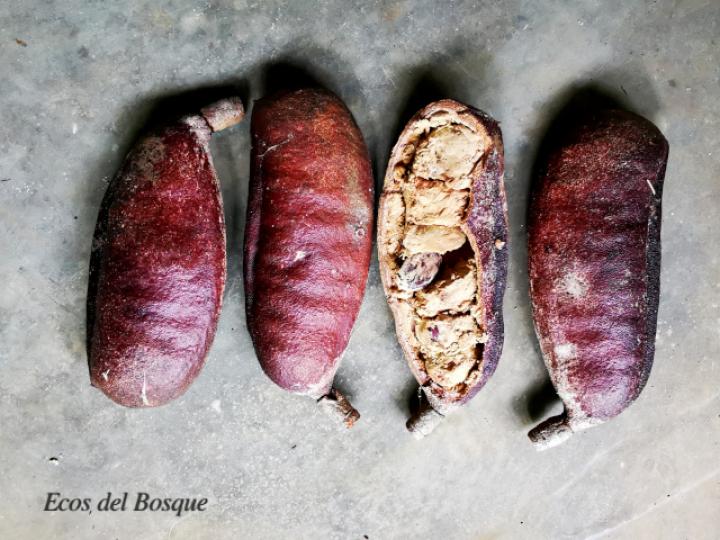 Hymenaea courbaril (Guapinol)