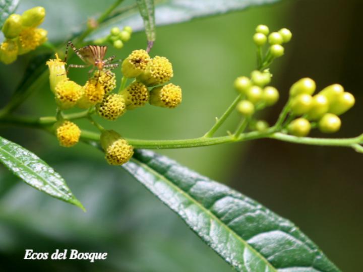 Hypselonotus lineatus (Chinche pata de hoja)