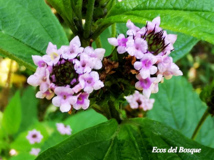 Lantana trifolia (Cuasquite)