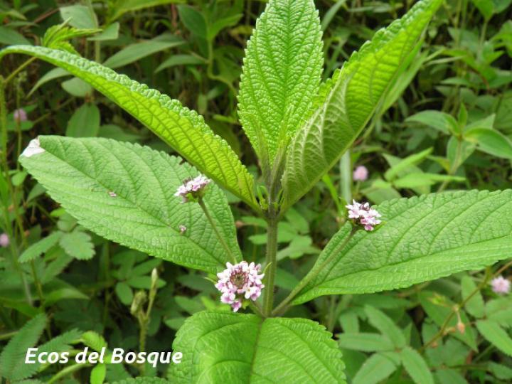 Lantana trifolia (Cuasquite)