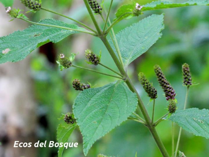 Lantana trifolia (Cuasquite)