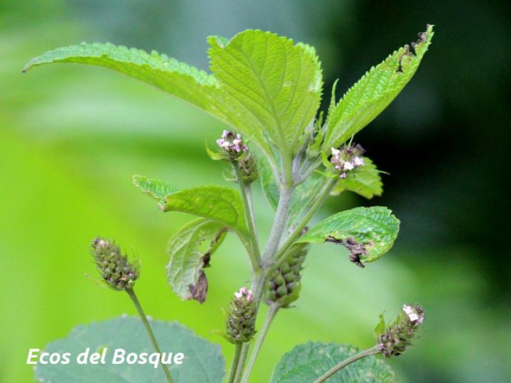 Lantana trifolia (Cuasquite)