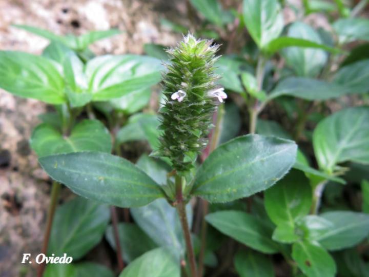 Lepidagathis alopecuroidea