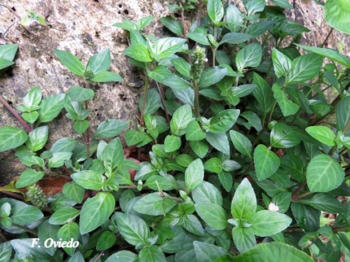 Lepidagathis alopecuroidea