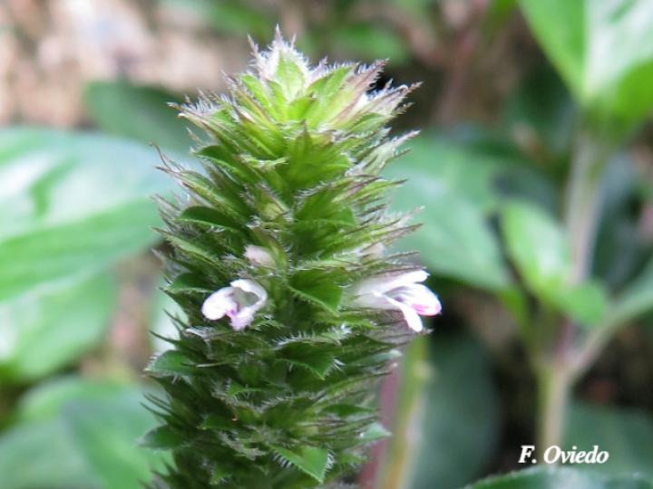 Lepidagathis alopecuroidea