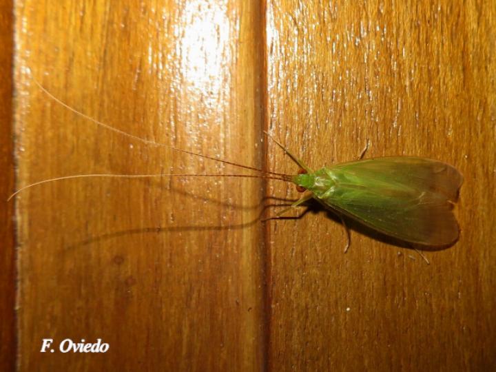 Leptonema sp