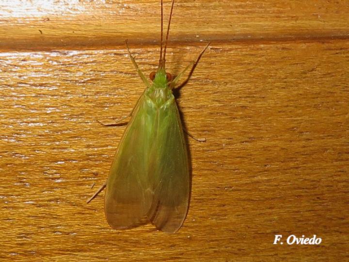 Leptonema sp