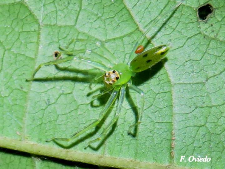 Lyssomanes sp 
