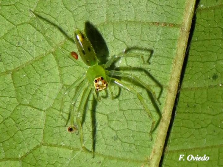 Lyssomanes sp 