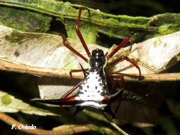Micrathena schreibersi (Araña espinosa)