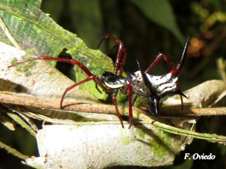 Micrathena schreibersi (Araña espinosa)