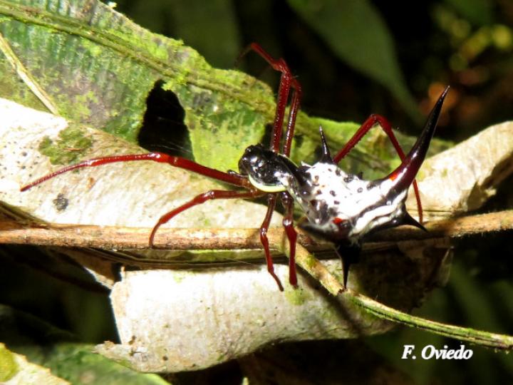 Micrathena schreibersi (Araña espinosa)