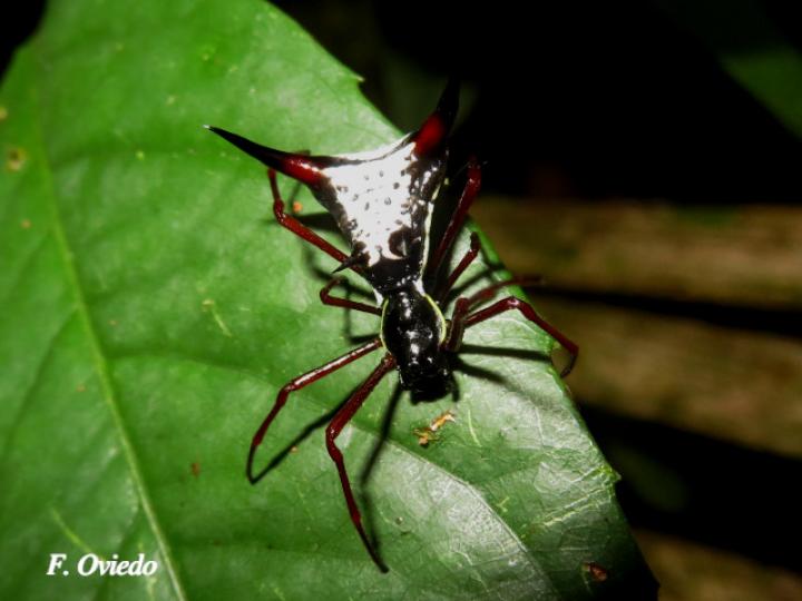 Micrathena schreibersi (Araña espinosa)