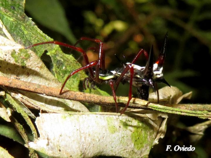 Micrathena schreibersi (Araña espinosa)
