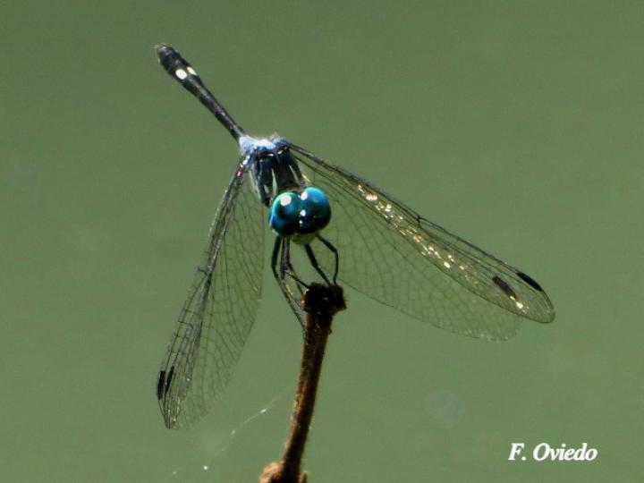 Micrathyria pseudeximia (Pequeña presuntuosa de pantano)