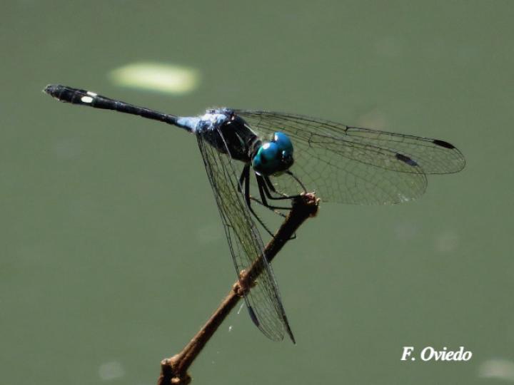Micrathyria pseudeximia (Pequeña presuntuosa de pantano)