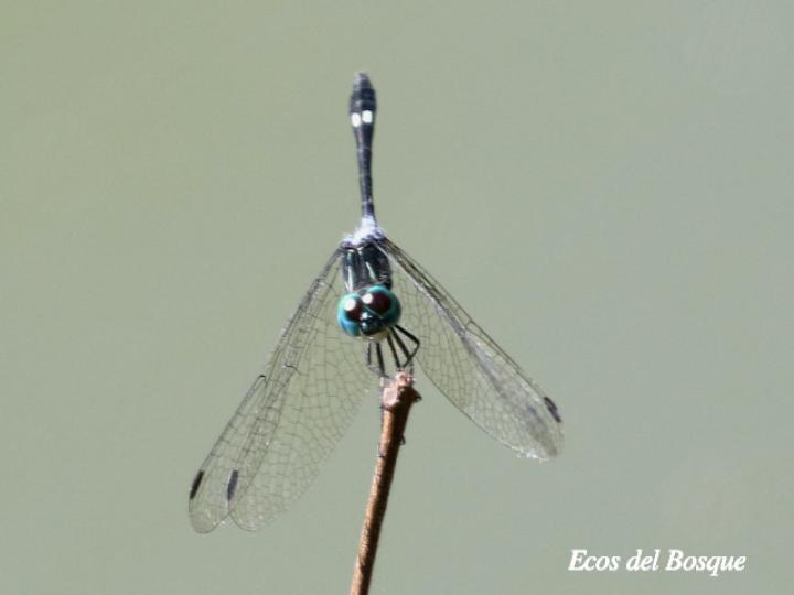 Micrathyria pseudeximia (Pequeña presuntuosa de pantano)