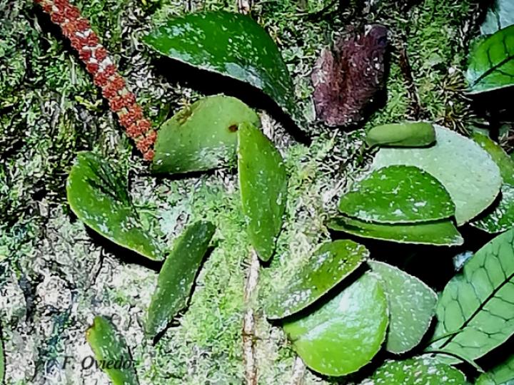 Microgramma reptans