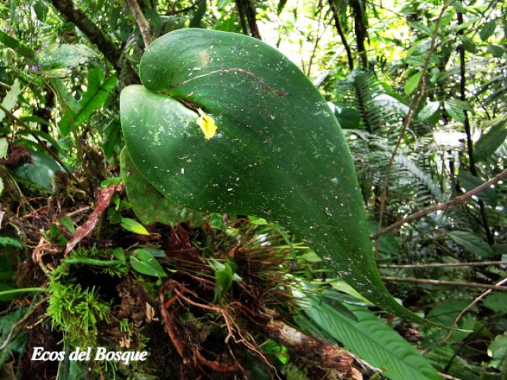 Pleurothallis cardiothallis
