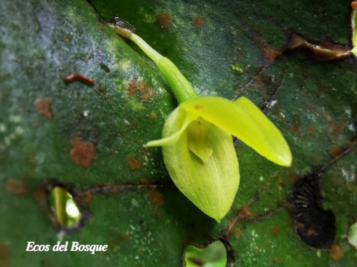 Pleurothallis cardiothallis