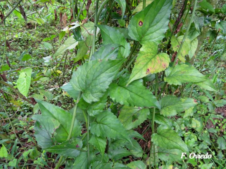 Pseudogynoxys cummingii (San Rafael)