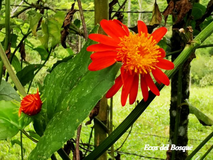 Pseudogynoxys cummingii (San Rafael)