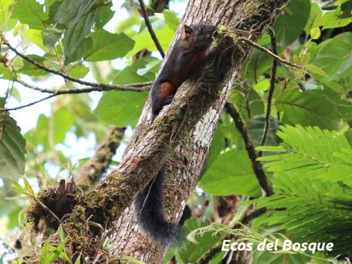 Sciurus variegatoides (Ardilla)