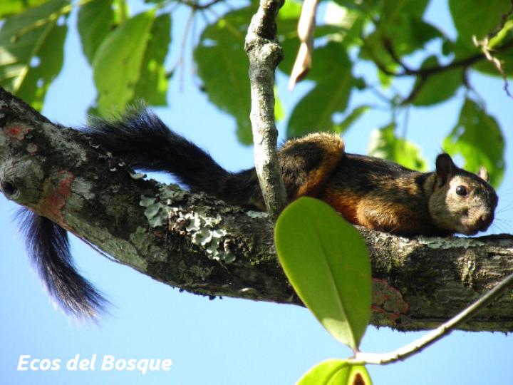 Sciurus variegatoides (Ardilla)