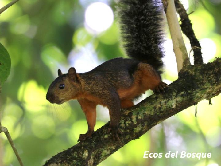 Sciurus variegatoides (Ardilla)