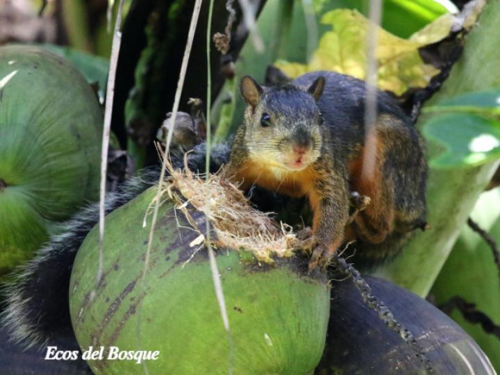 Sciurus variegatoides (Ardilla)