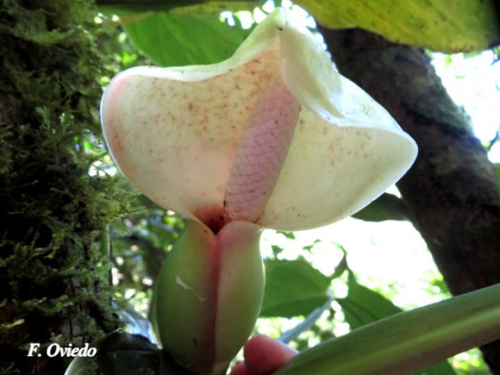 Syngonium standleyanum