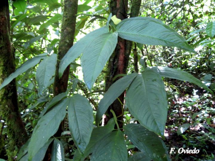 Syngonium standleyanum