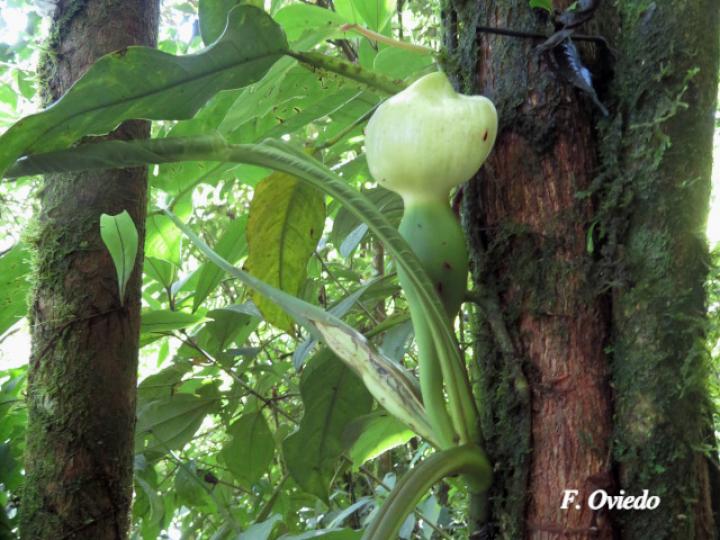 Syngonium standleyanum