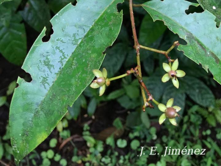 Vismia billbergiana (Achiotillo)